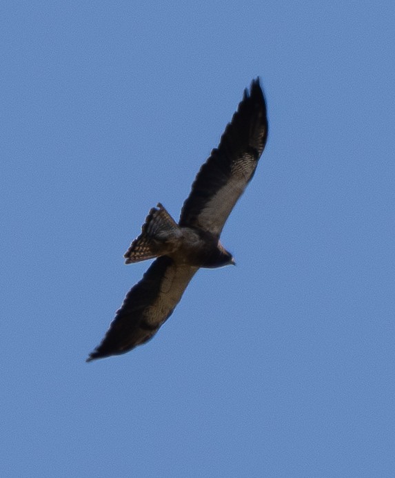Swainson's Hawk - ML638972961