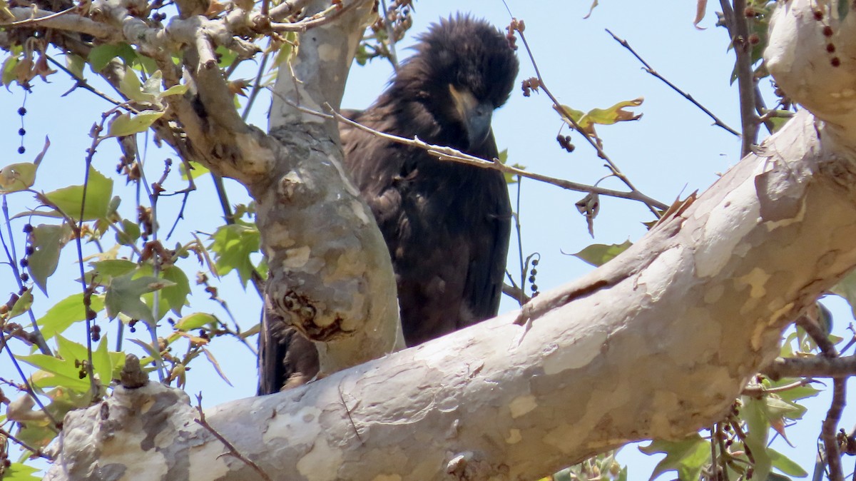 Bald Eagle - ML638972962
