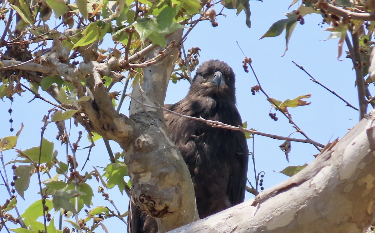 Bald Eagle - ML638972964
