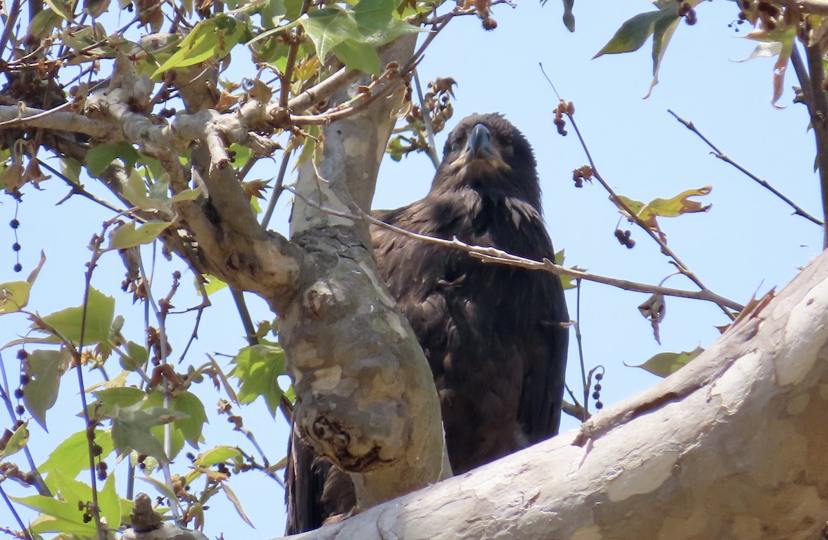 Bald Eagle - ML638972966