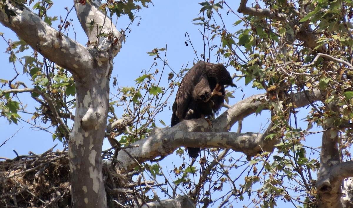 Bald Eagle - ML638972968