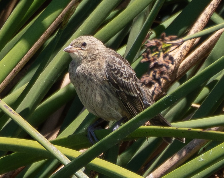 Brown-headed Cowbird - ML638972970