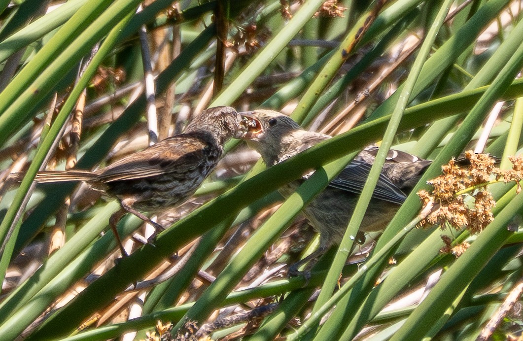 Brown-headed Cowbird - ML638972971