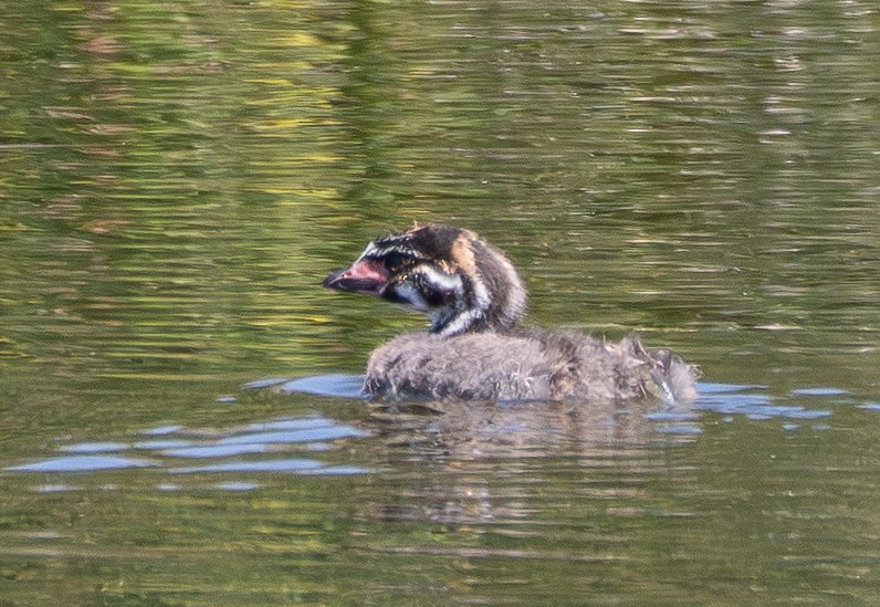 Pied-billed Grebe - ML638972977