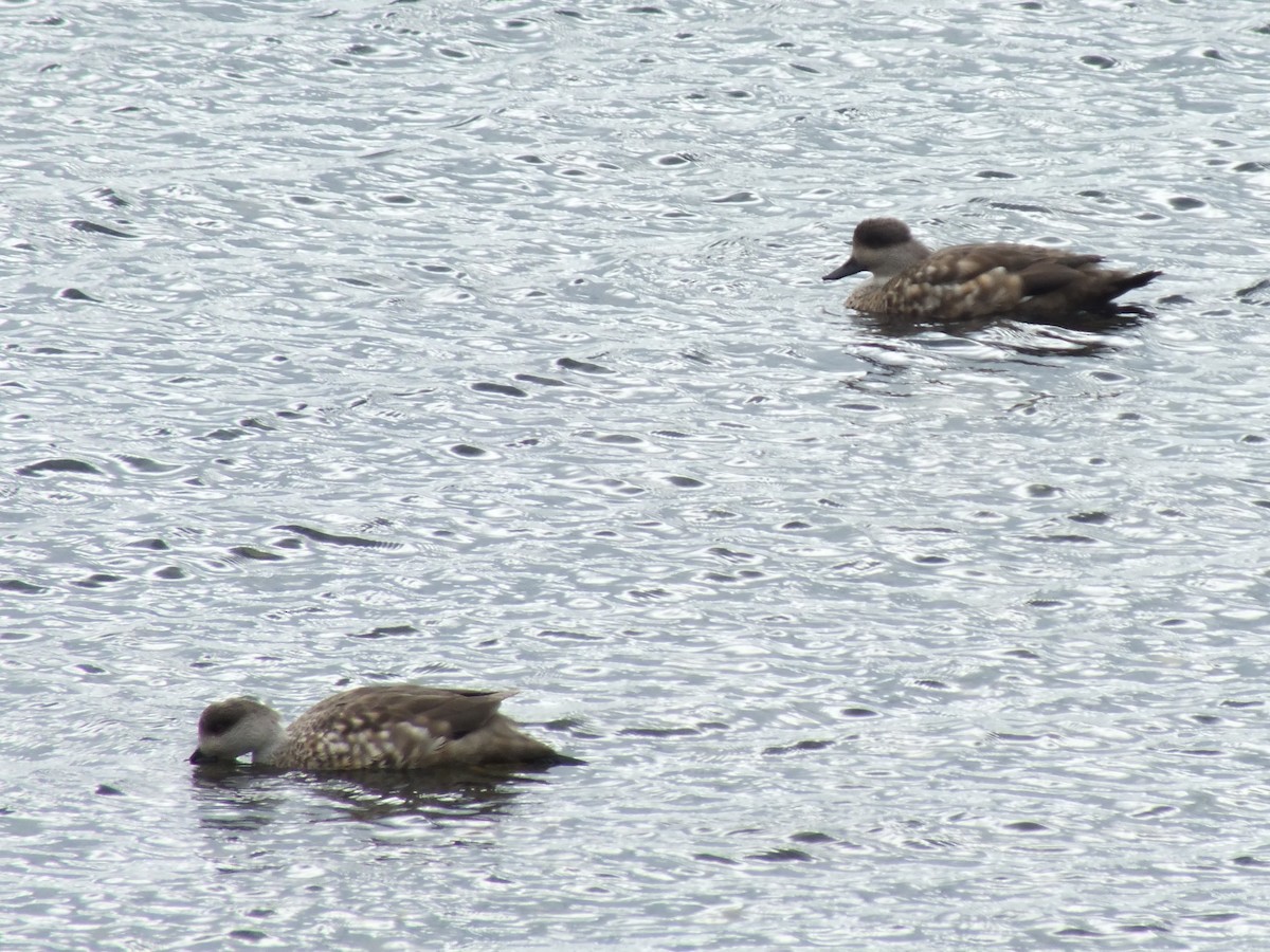 Crested Duck - ML638972985