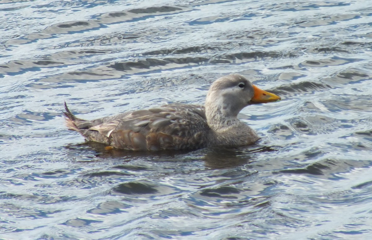 Flying Steamer-Duck - ML638972998