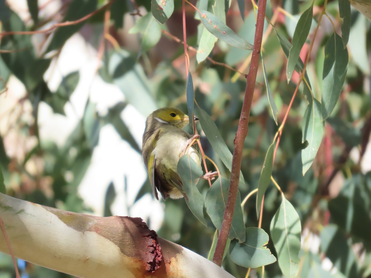 White-plumed Honeyeater - ML638972999