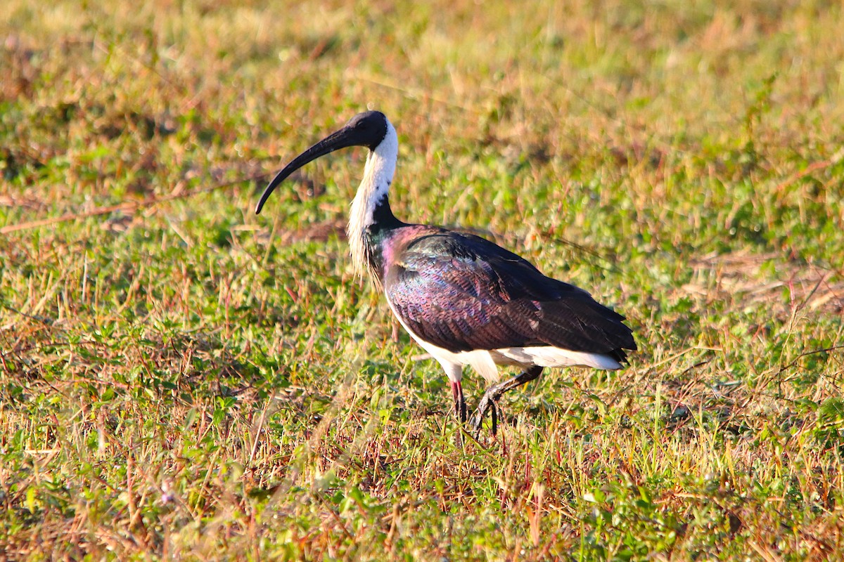 Ibis d'Australie - ML638973001