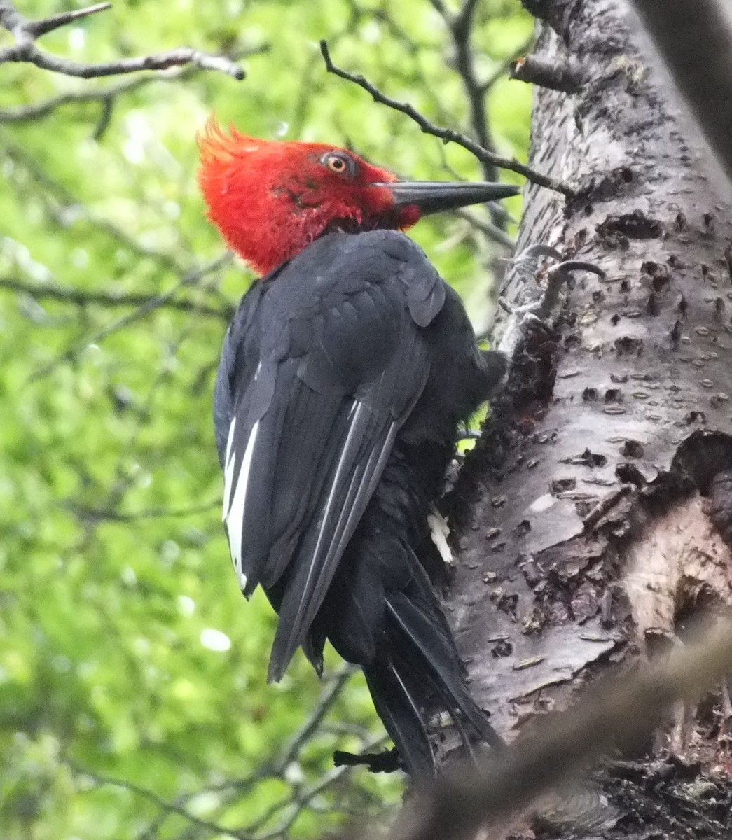 Magellanic Woodpecker - ML638973007