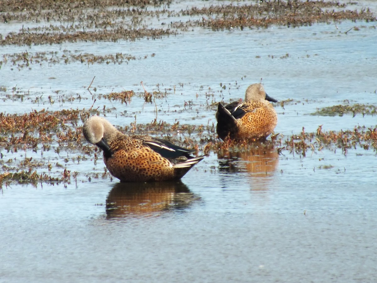 Red Shoveler - ML638973015