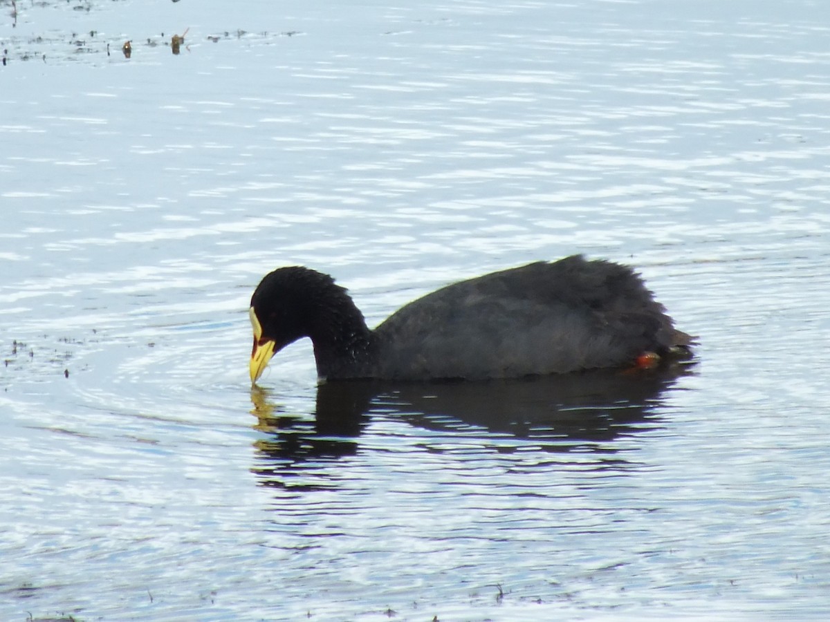 Red-gartered Coot - ML638973022