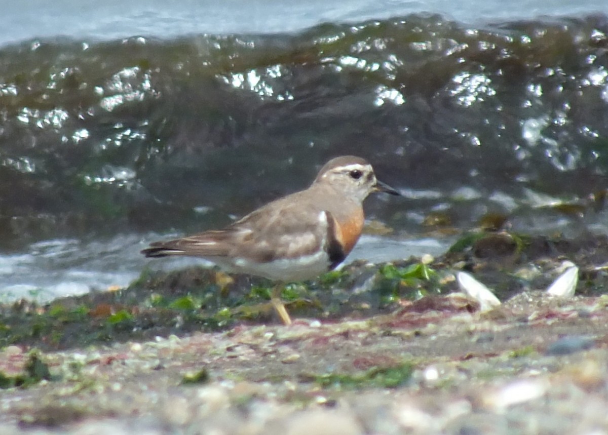 Rufous-chested Dotterel - ML638973031