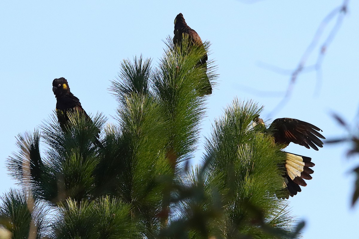 Yellow-tailed Black-Cockatoo - ML638973044