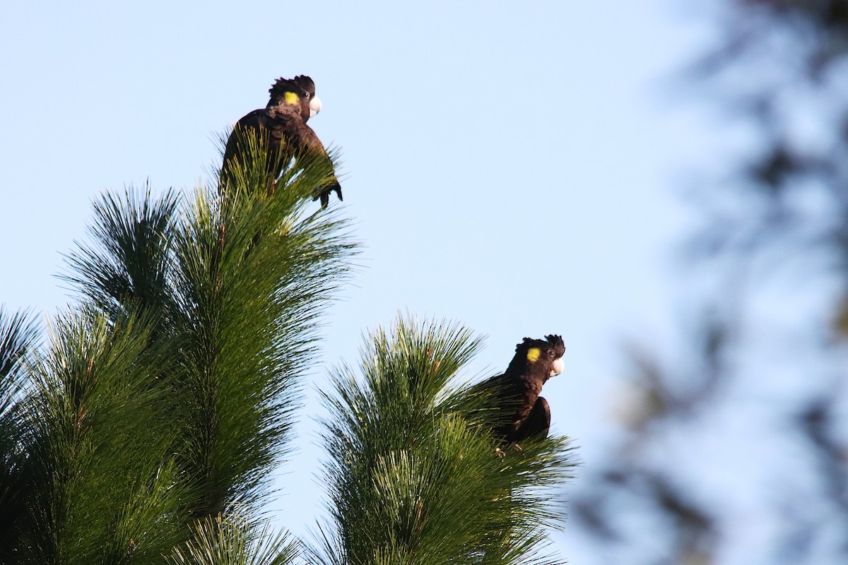 Yellow-tailed Black-Cockatoo - ML638973045