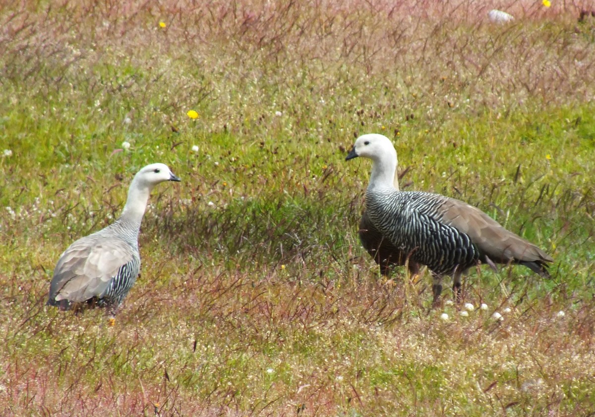 Upland Goose - ML638973046
