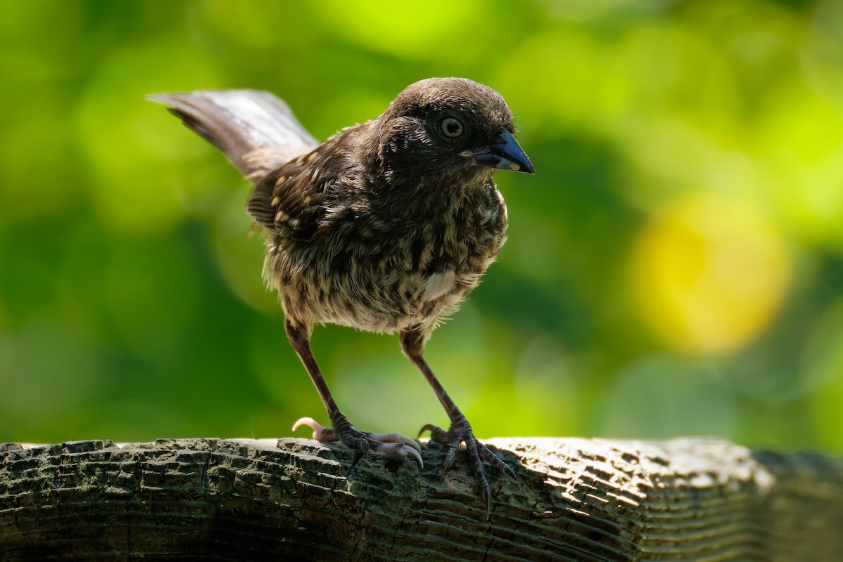 Spotted Towhee (oregonus Group) - ML638973091