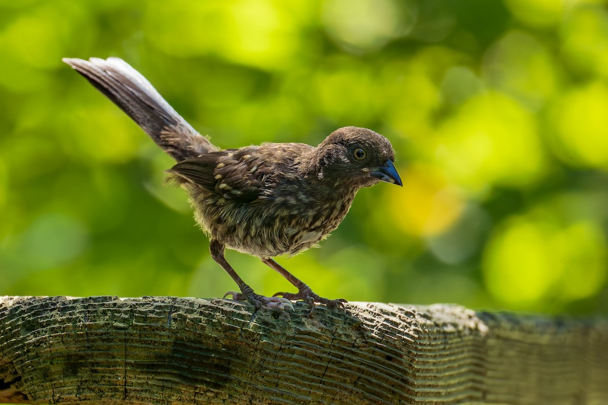 Spotted Towhee (oregonus Group) - ML638973109