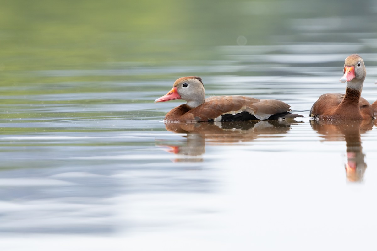 Black-bellied Whistling-Duck - ML638973122