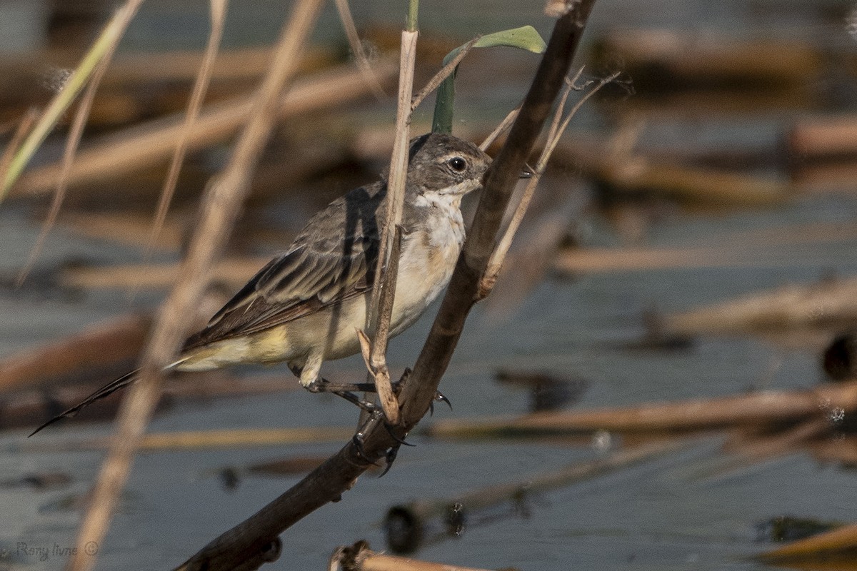 Western Yellow Wagtail - ML638973123
