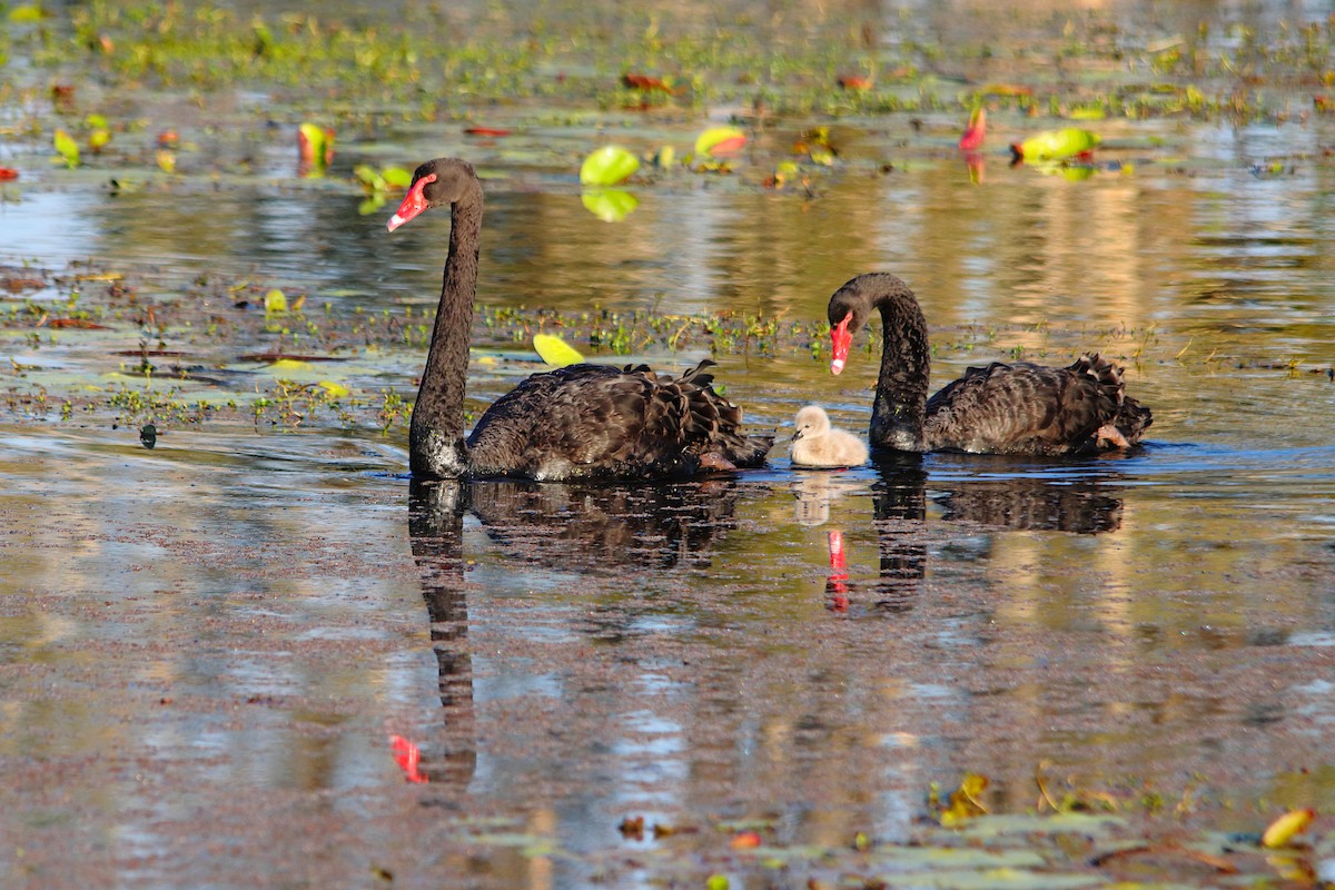 Black Swan - ML638973157