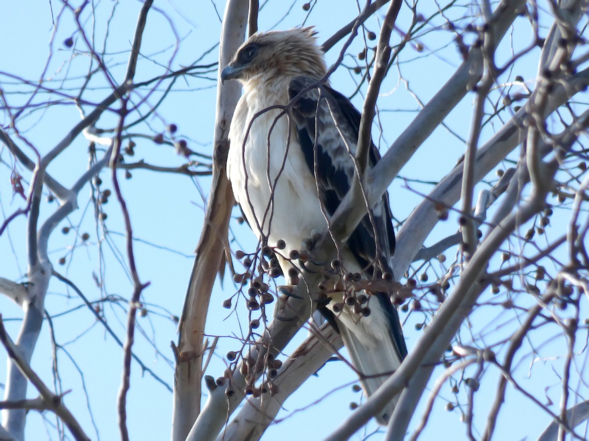 Little Eagle - ML638973188