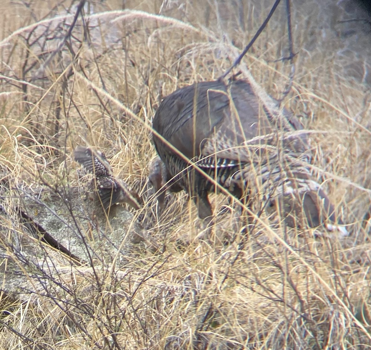 Guajolote Gallipavo - ML638973210