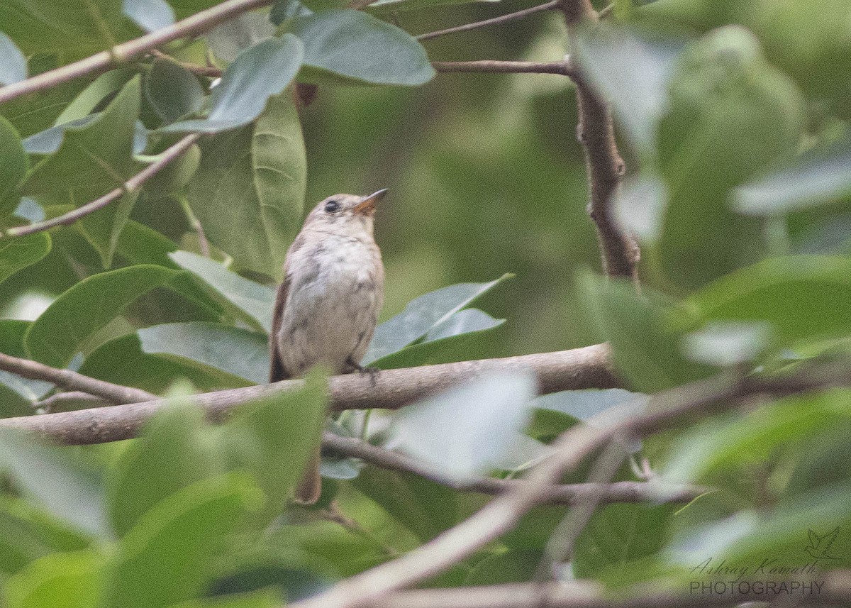 Asian Brown Flycatcher - ML638973225