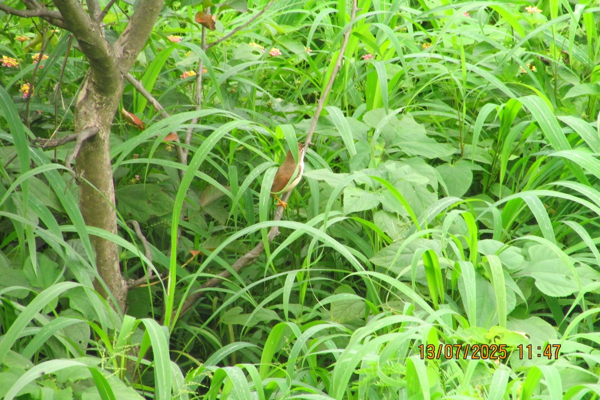 Yellow-eyed Babbler - ML638973235