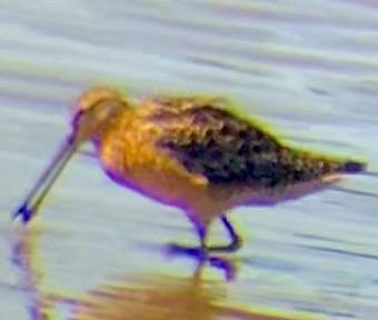 Long-billed Dowitcher - ML638973286