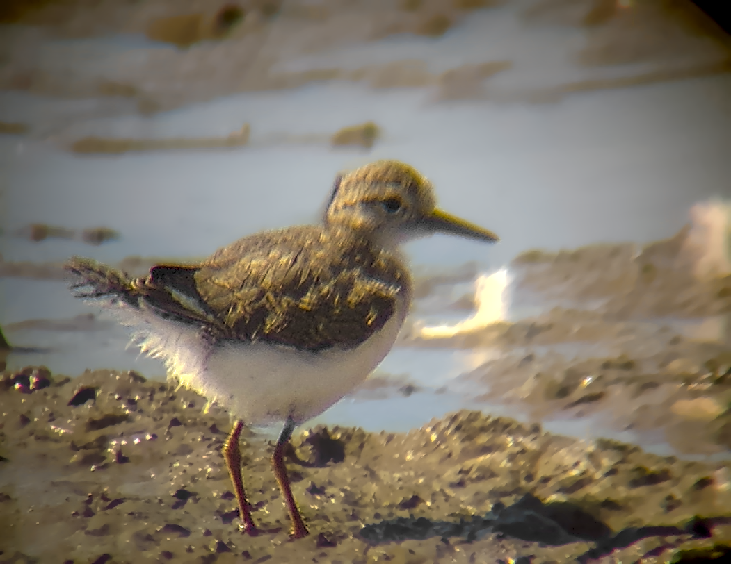 Spotted Sandpiper - ML638973287