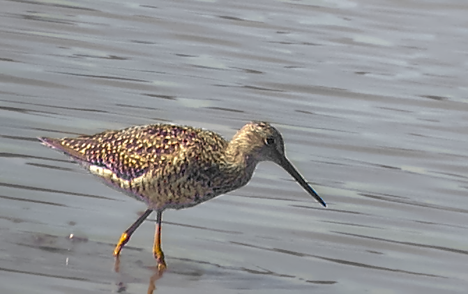Greater Yellowlegs - ML638973289