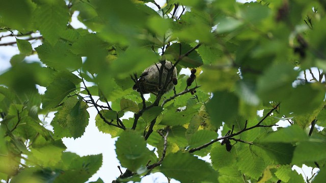 Brown-headed Cowbird - ML638973305