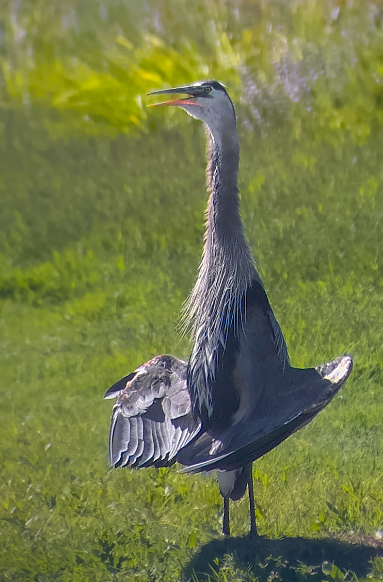 Great Blue Heron - ML638973306