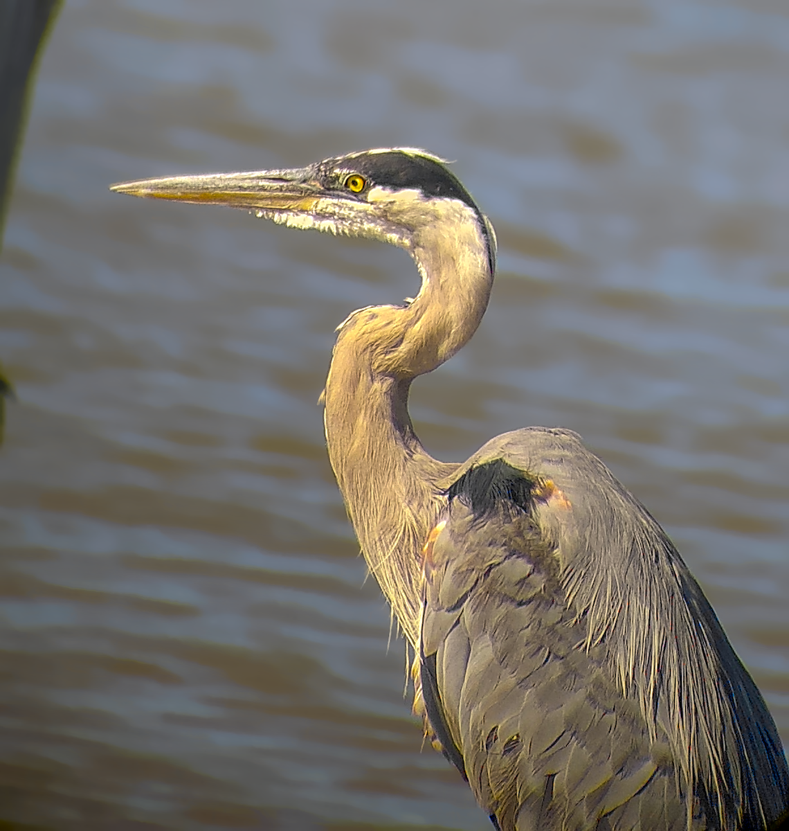 Great Blue Heron - ML638973307