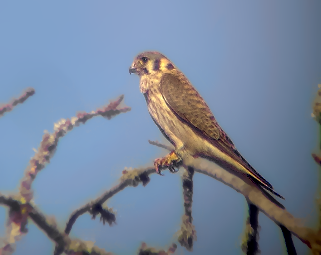American Kestrel - ML638973308