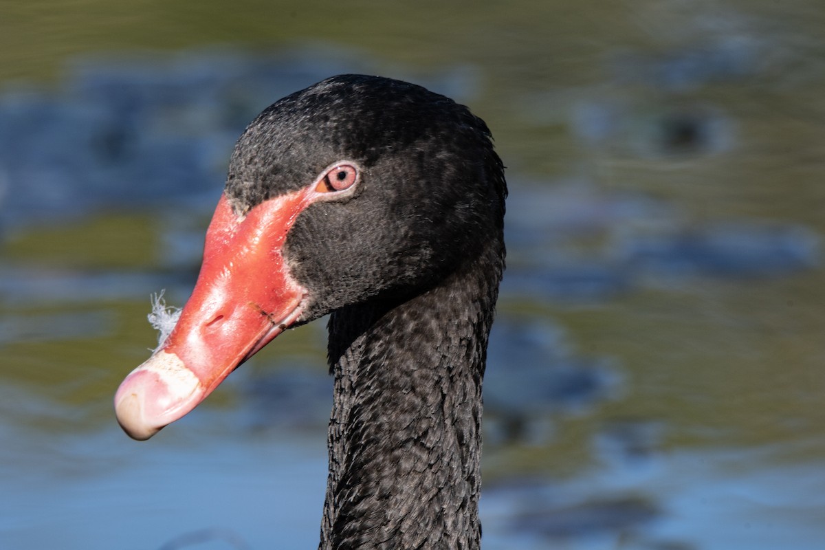 Black Swan - ML638973309