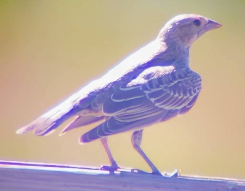 Brown-headed Cowbird - ML638973310