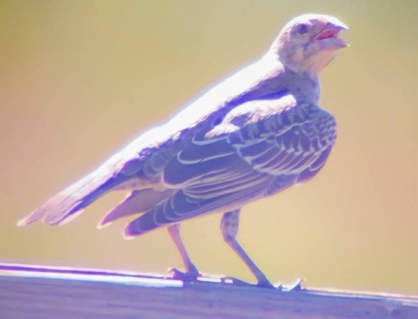 Brown-headed Cowbird - ML638973311