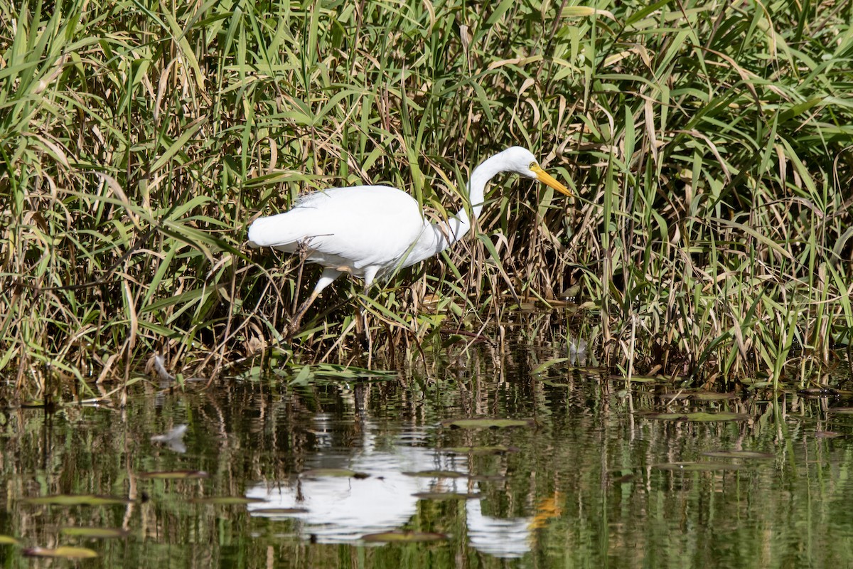 Plumed Egret - ML638973371