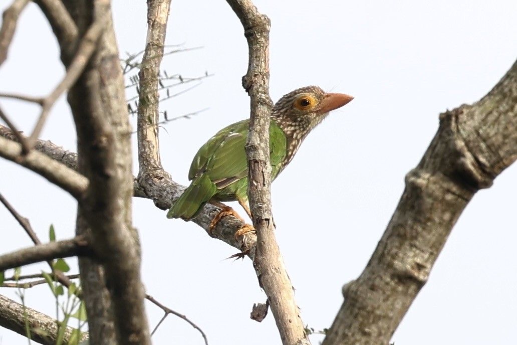 Lineated Barbet - ML638973384