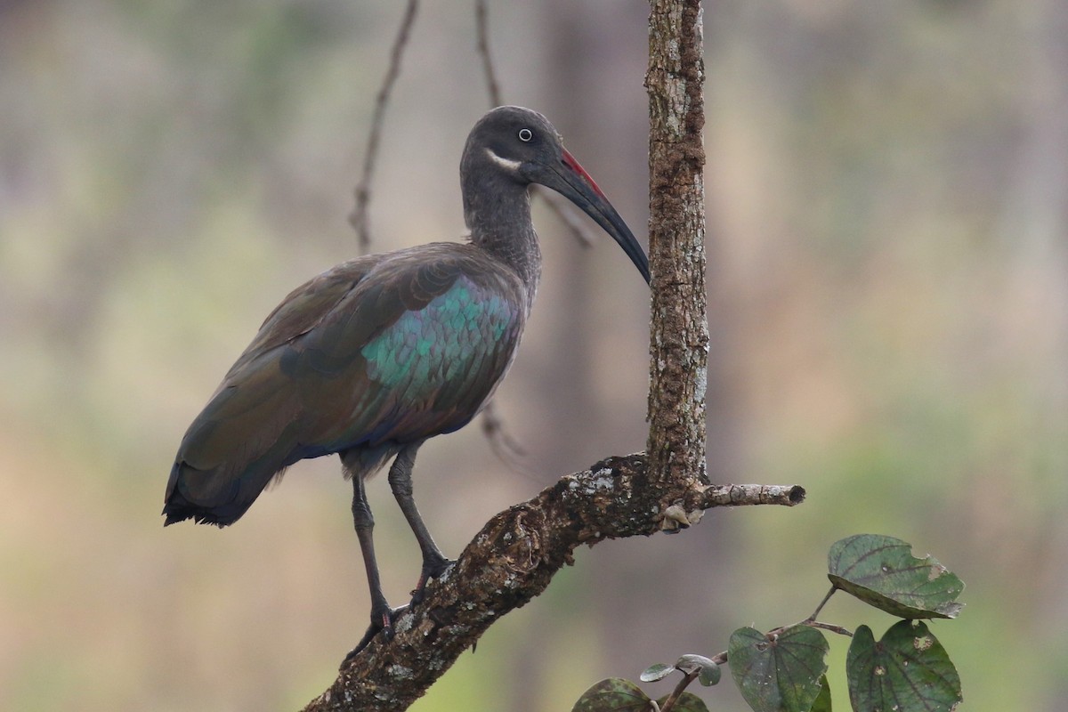 Hadada Ibis - ML638973396