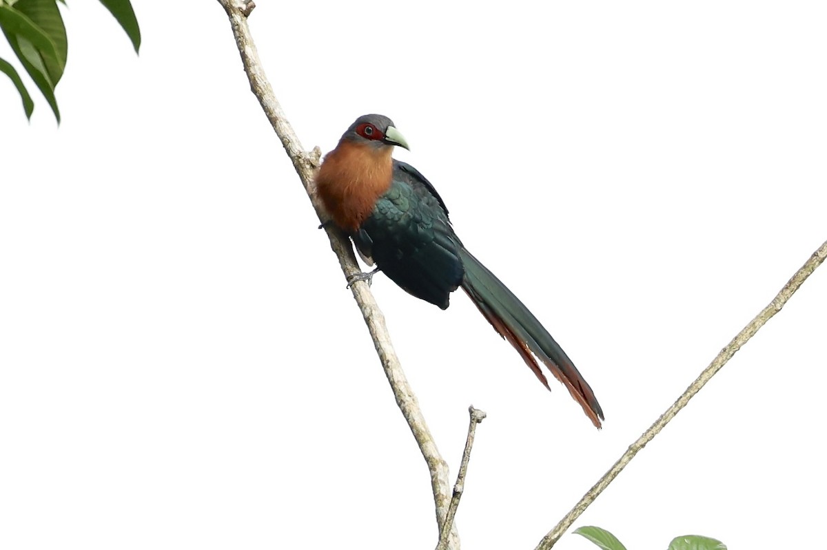 Chestnut-breasted Malkoha - ML638973409