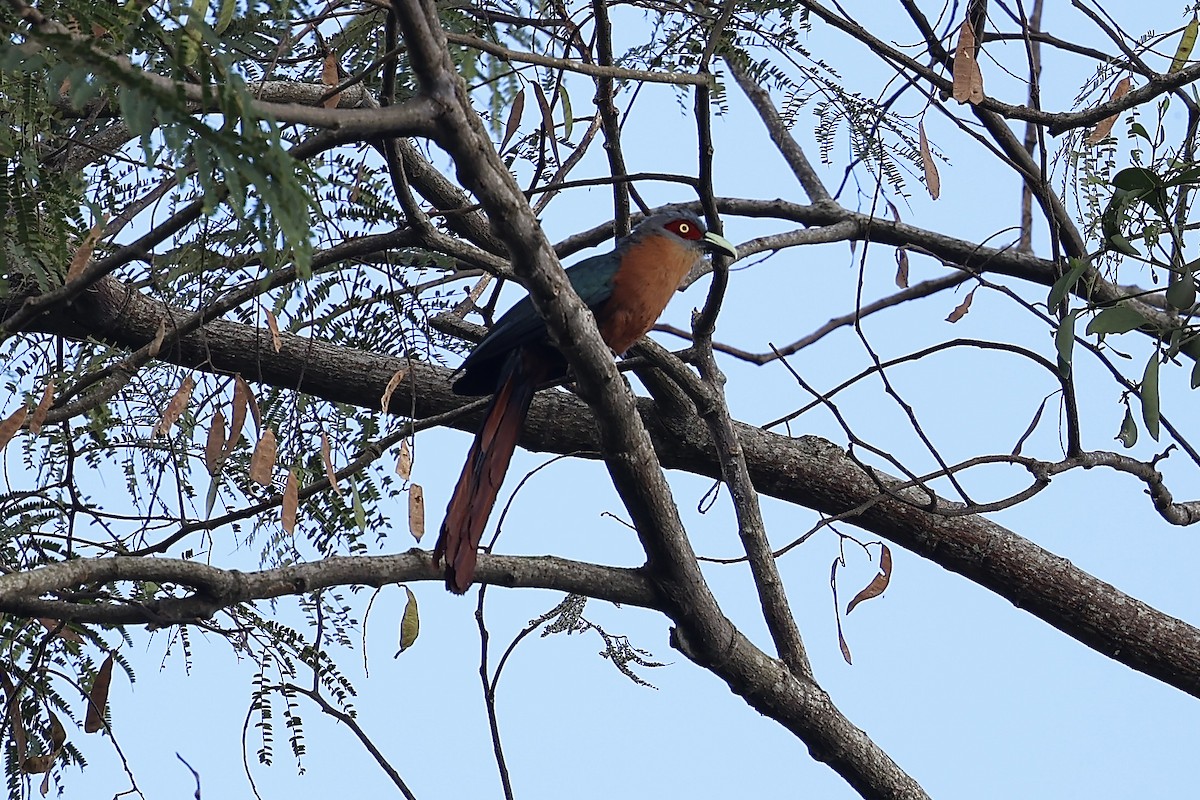 Chestnut-breasted Malkoha - ML638973410