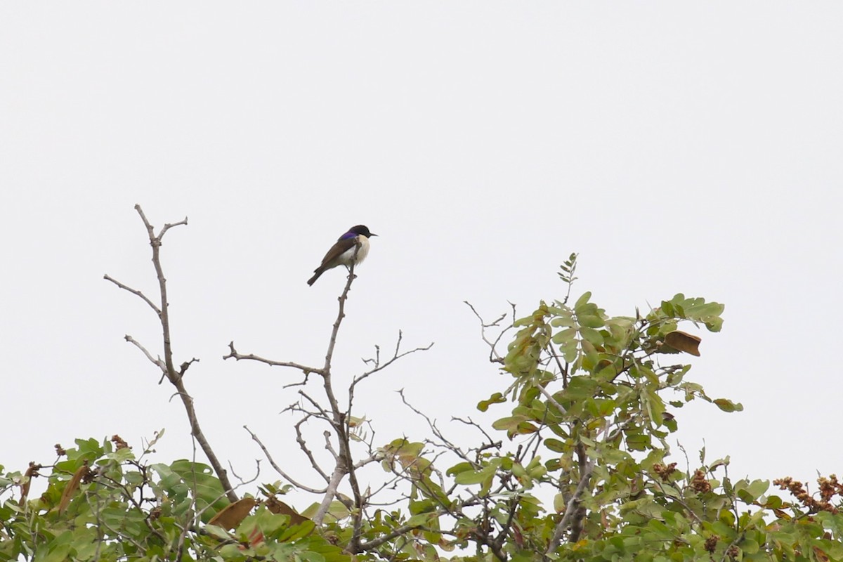 Suimanga Violeta - ML638973413