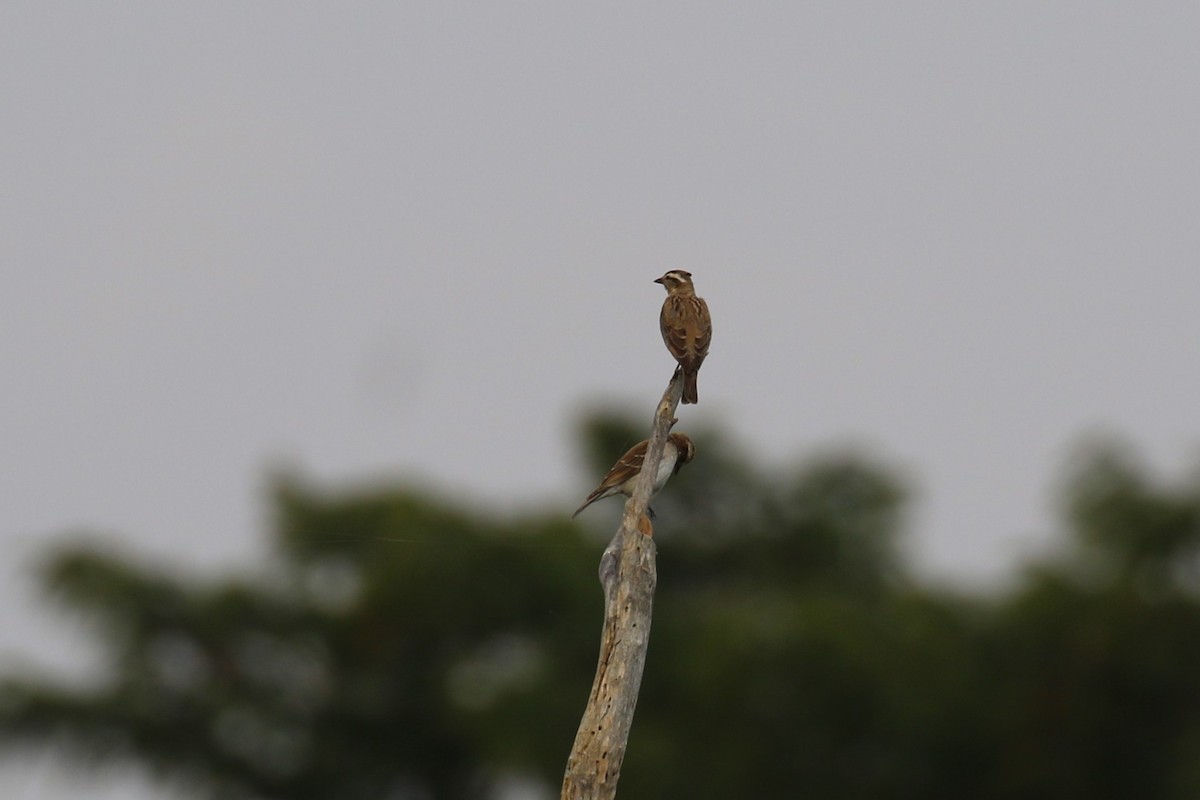 Yellow-throated Bush Sparrow - ML638973414