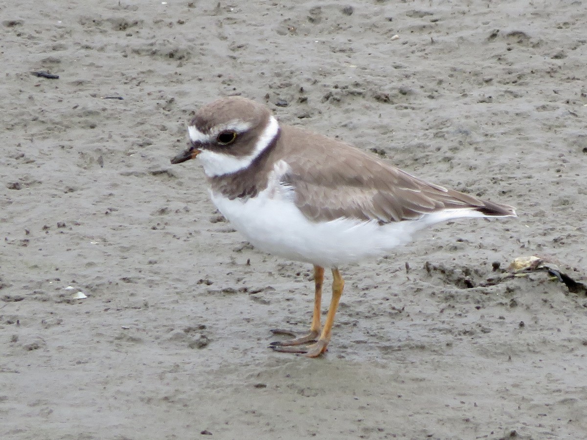 Semipalmated Plover - ML638973420