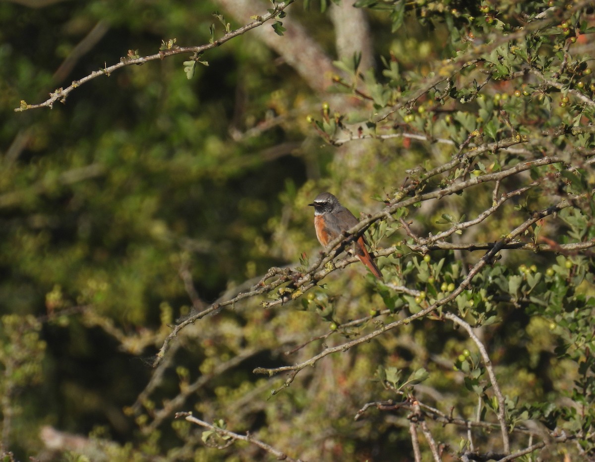 Common Redstart - ML638973424