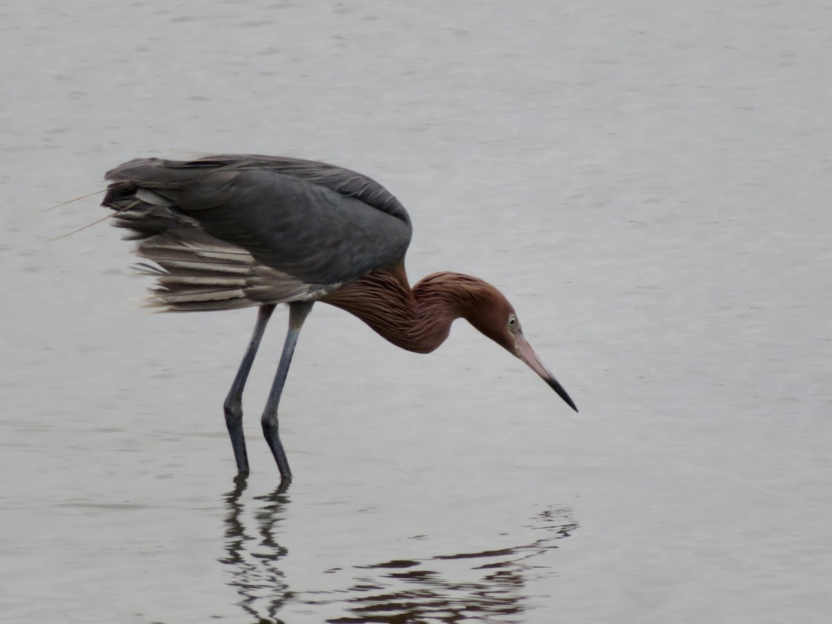 Reddish Egret - ML638973426