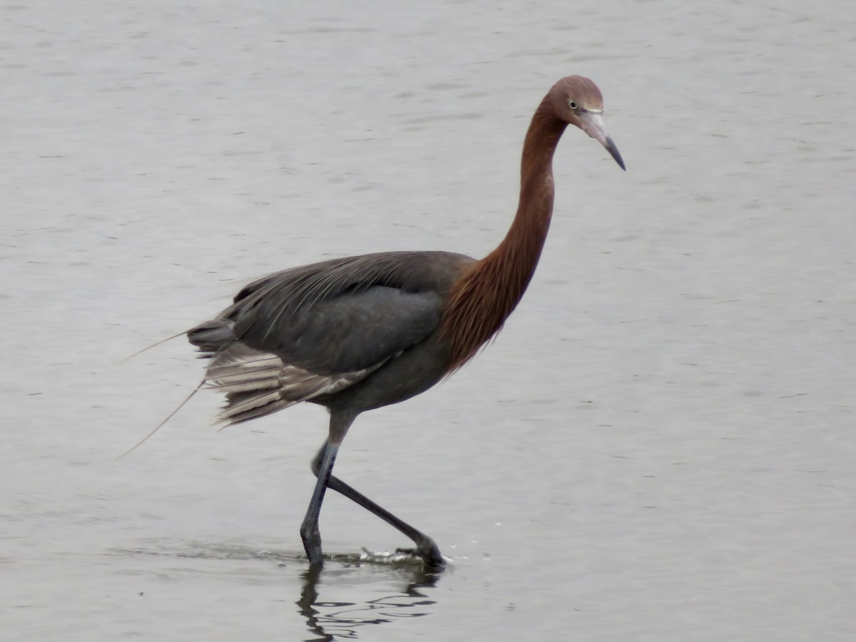 Reddish Egret - ML638973427