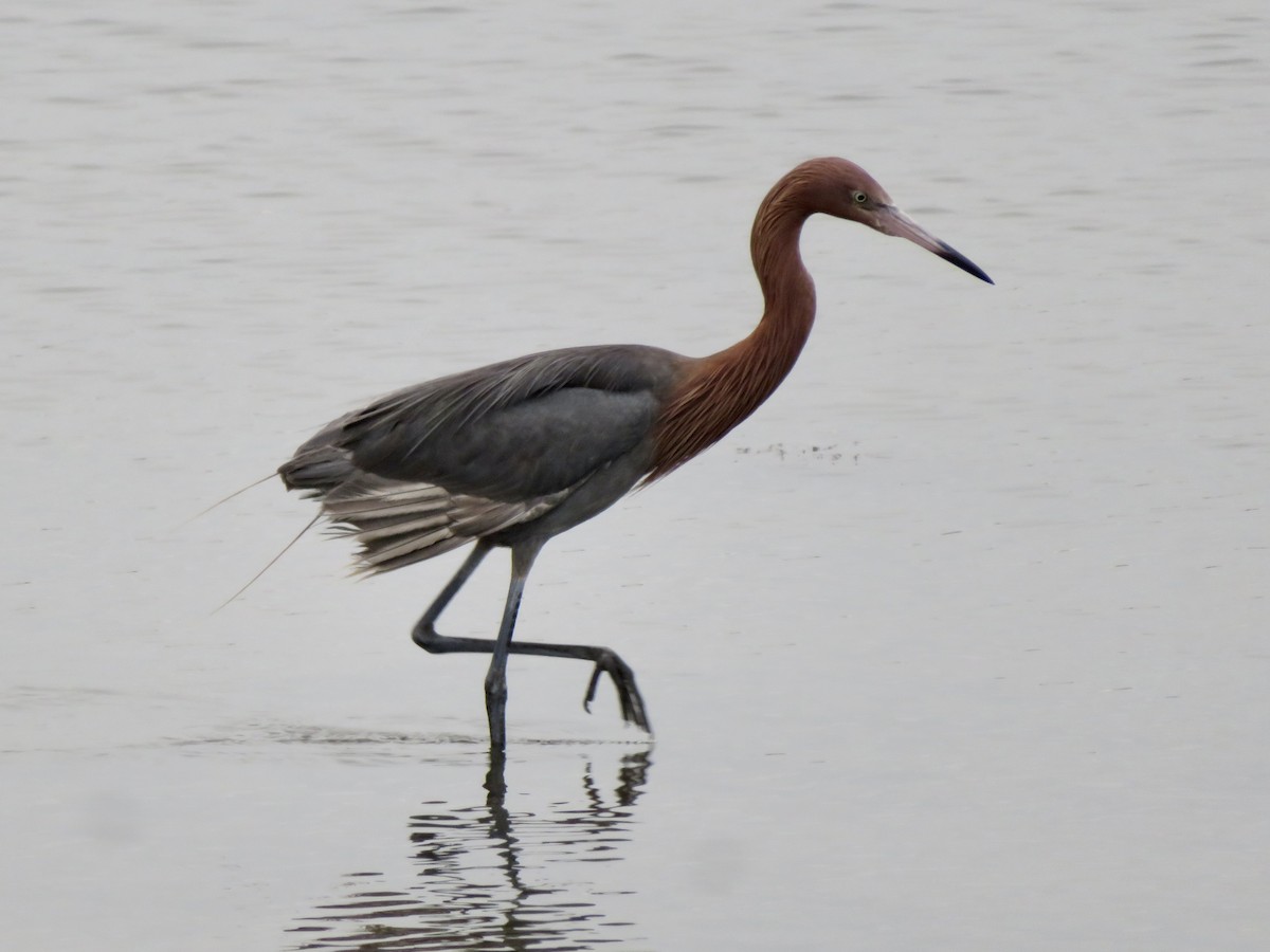 Reddish Egret - ML638973428
